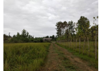 ۲۲۰۰ متر زمین شالیکاری فروش 2200 متر زمین شالیکاری آب خور راحت خوش