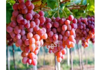 فروش باغ انگور و میوه باغ انگور 2 هکتار مکانیزه پاچراغی لوله کشی شده