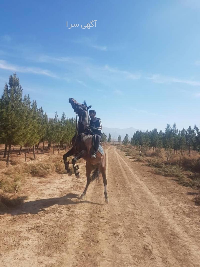 تاکسی تلفنی شهرضا