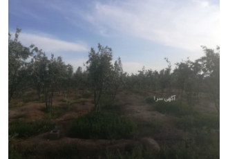 فروش باغ سنجد درختان چهار ساله باغ سنجد مساحت حدود 4000 متر درختان
