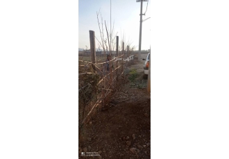 فروش باغچه ۳۰۰ متری