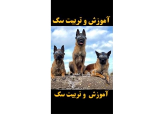 مربی سگ آموزش سگ تربیت سگ پانسیون سگ