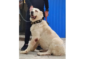 آموزش سگ گارد آموزش رفع ناهنجاری مبتدی و پیشرفته در تهران آموزش سگ