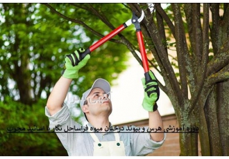 صفر تا صد هرس کردن درختان مختص باغداران در تهران صفر تا صد هرس کردن