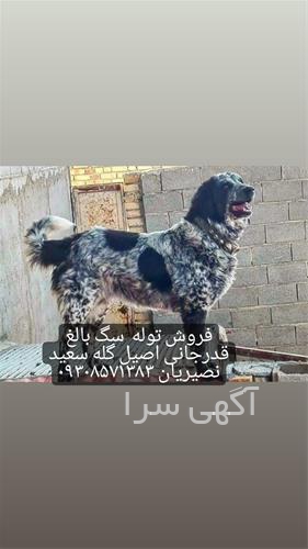 تولیدی سعید