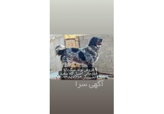 خدمات تربیت سگ قدرجانی