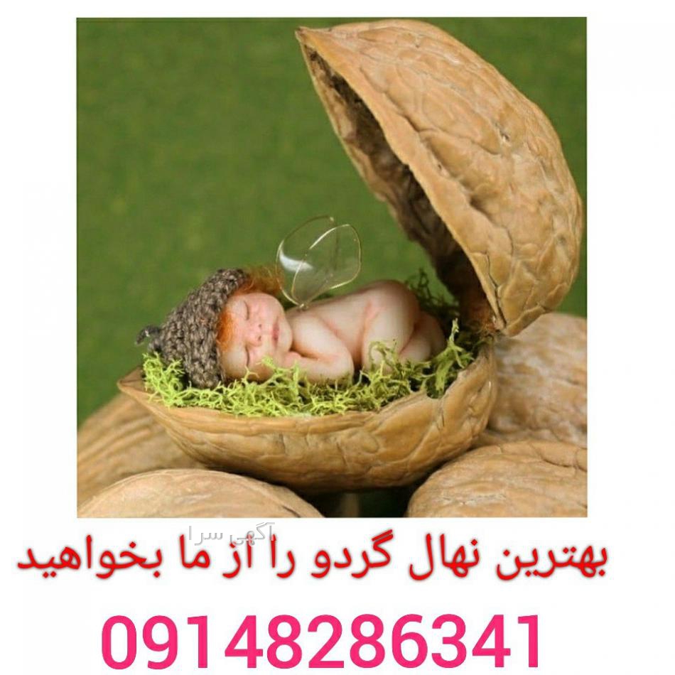 بذر گردو خوشه ای