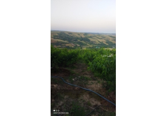 فروش باغ هلو
