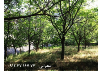 فروش باغ گردو در روستای خوش آب و هوا و ییلاقی گیلوان نزدیک به ییلاقات