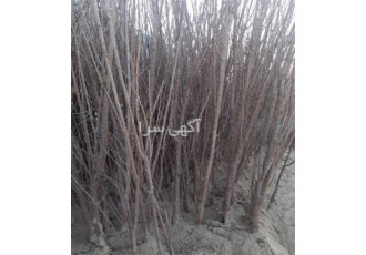 فروش درختان میوه و انواع نهال ها