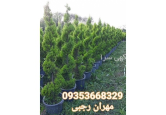 باغبانی فضای سبز و هرس گل و گیاه