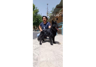 تربیت سگ - آموزش سگ - پرورش سگ پرورش سگ آموزش مقد