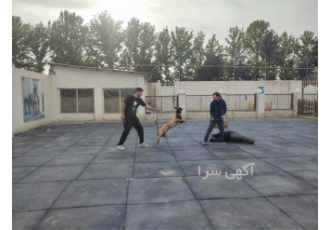بهترین مرکز آموزش سگ گارد و نگهبان در کشور در فردیس آموزش سگ گارد یکی
