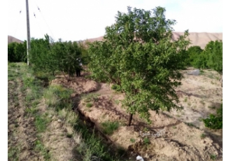 باغ میوه ای.دلباز..