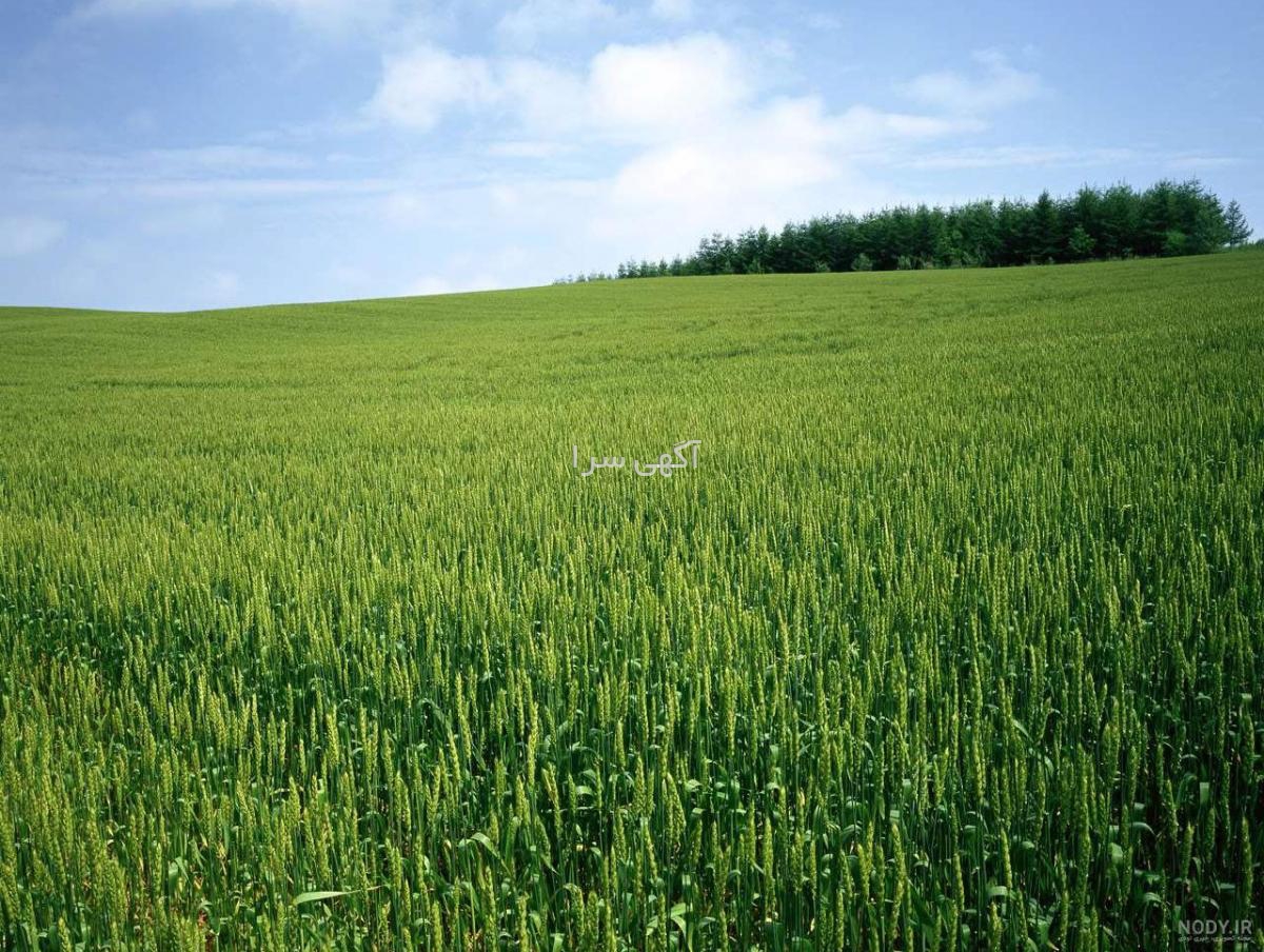 گلخانه قزوین