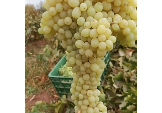 اجاره دهنده میوه انگور