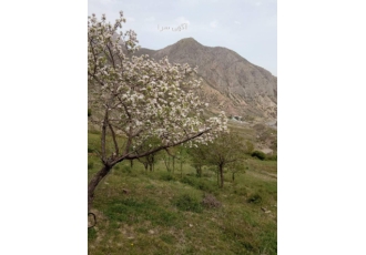 فروش زمین کشاورزی در روستای ورسک زمین کشاورزی دارای سند شش دانگ