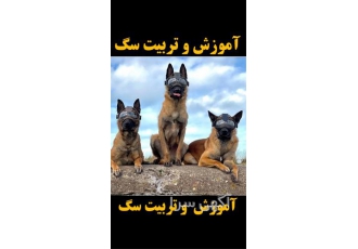 آموزش حرفه‌ای تربیت سگ با هزینه‌های به‌صرفه
