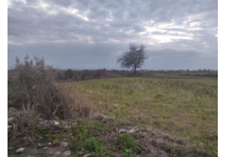 ۱۵ هکتار زمین کشاورزی سنددار کد 932 هنگام تماس گرفتن کد فایل را ذکر