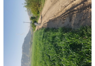 باغ لیمو ترش و زمین کشاورزی