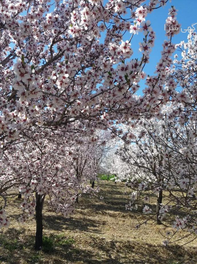آگهی های خدمات ساختمانی - شبستر