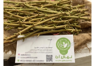 فروش پیوندک پسته