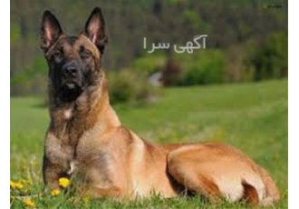 دوره آموزشی پرورش حیوانات خانگی