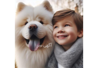 آموزش مقدماتی و آموزش پیشرفته سگ