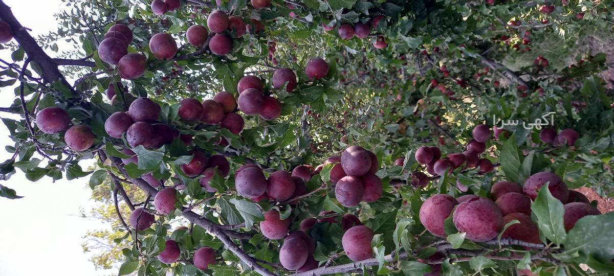 آگهی های باغ و زمین - آذربایجان غربی