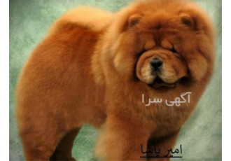 آموزش مقدماتی سگ