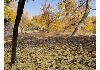 باغچه فشند