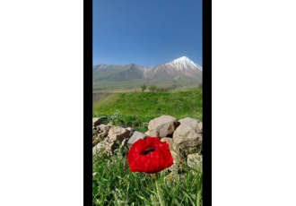 مزروعی باغ