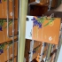 قهوه گانودرما و سیر سیاه اصل دکتر بیز از نمایندگی رسمی در تهران اگر