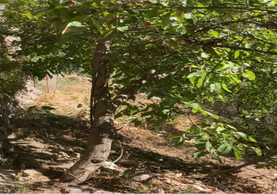 فروش یک قطعه زمین باغی با قابلیت مسکونی در روستای روچ علیا واقع در الموت قزوین