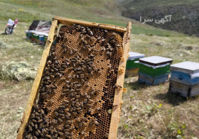 عسل طبیعی و کوهی شهد زاگرس