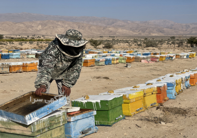 عسل طبیعی و کوهی شهد زاگرس در شیراز معرفی برند شهد زاگرس – عسل کوهستان