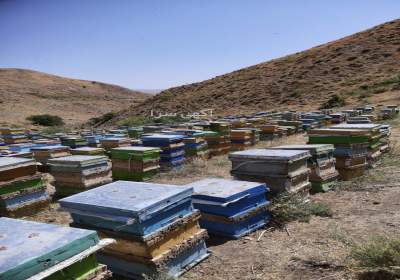 عسل طبیعی و کوهی شهد زاگرس در شیراز معرفی برند شهد زاگرس – عسل کوهستان