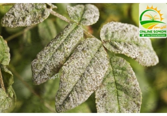 قارچکش آتشک و سفیدک دروغی یک ترکیب غیر آلی معدنی است که بعنوان یک