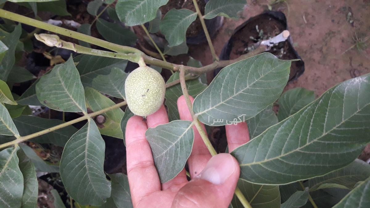 بذر گردو چندلر