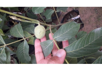 فروش نهال گردو چندلر پیوندی گلدانی