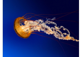 تور های طبیعت گردی شاد هر هفته با قرعه کشی ویژه هر هفتههههههههه بصورت