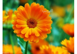 خرید بذر گل همیشه بهار درجه یک گل همیشه بهاربا نام علمی Calendula