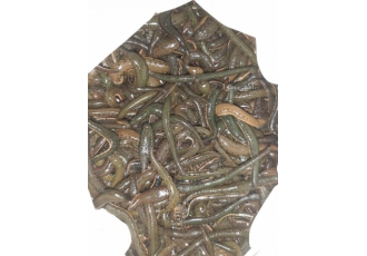 فروش زالو طبی فروش زالو طبی استریل در سایز های مختلف گیرایی مناسب بدون