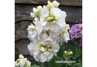 بذر گل شب بو پان آمریکن F۱ فروشگاه بذر کالا با واردات انواع بذور گل