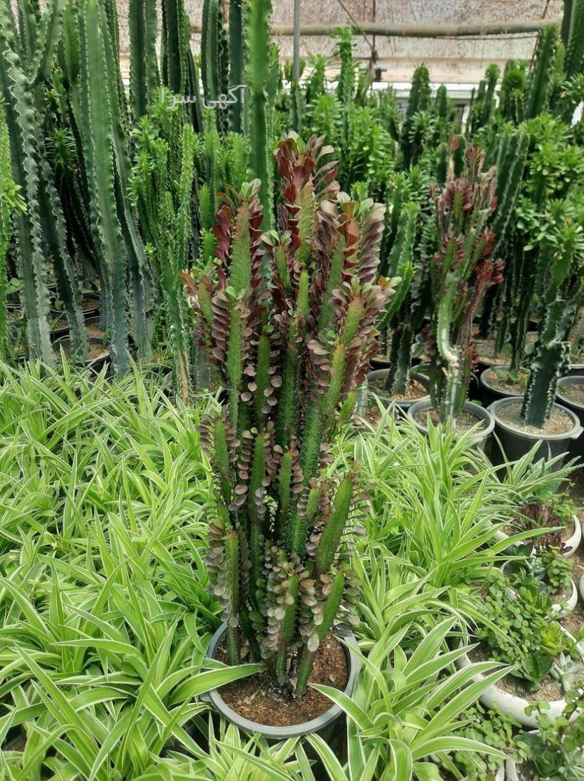 خرید گل آپارتمانی ارزان دیجی کالا