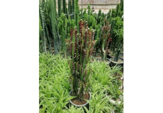 گل خانه فروش کود سم گل و گیاه آپارتمانی به صورت تک و عمده ارسال