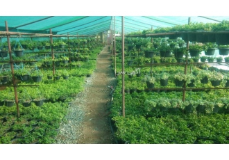 چمن کم آب چمن فیلا تولید و فروش فیلا مزایای آن نسبت به انواع چمن بسیار