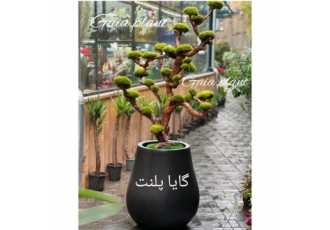 درخت جاودان، خزه تثبیت شده درخت جاودان، خزه تثبیت شده