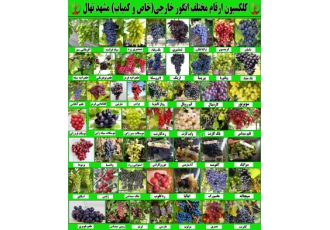 فروش ارقام مختلف نهال های میوه و انگور فروش ارقام مختلف نهال های پیوندی