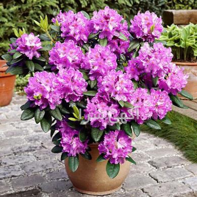 تهران نجف علی بابا